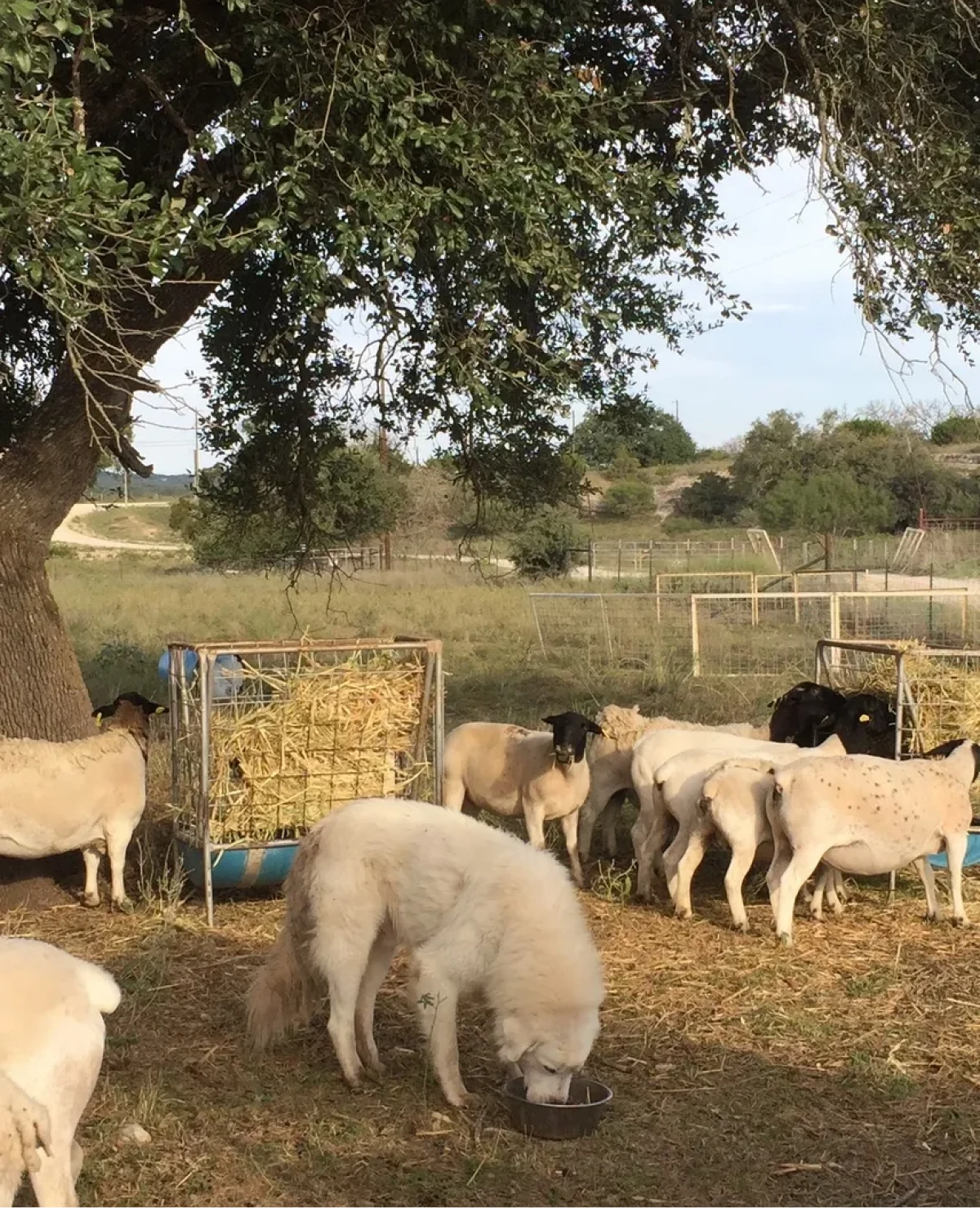 Sheep grazing under a tree