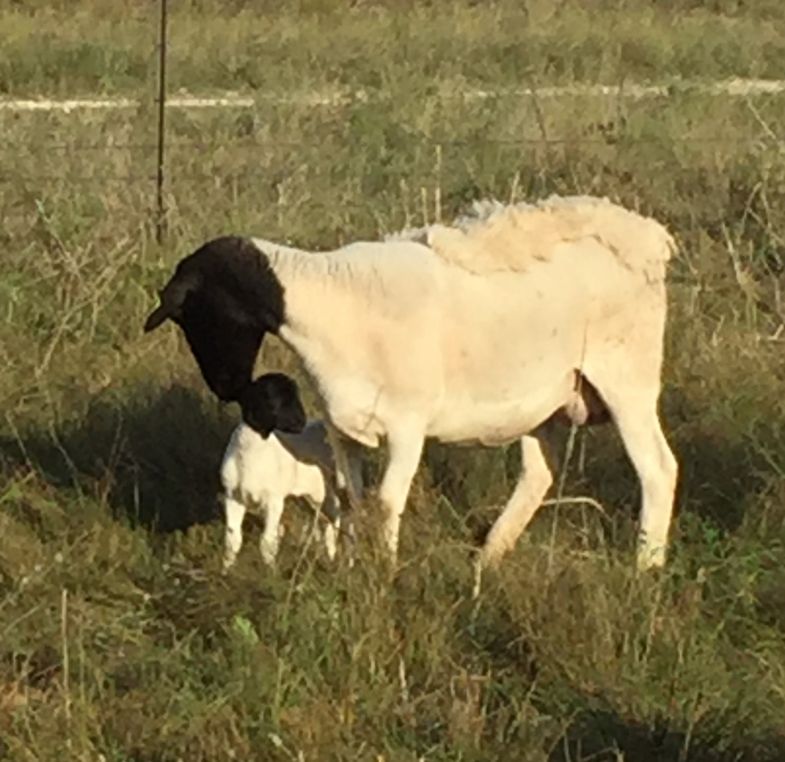 Ewe and lamb grazing in grassy pasture