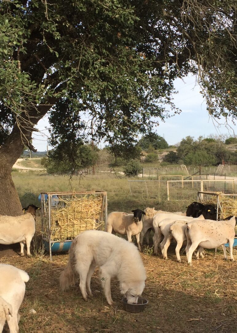 White livestock guardian dog drinking among sheep