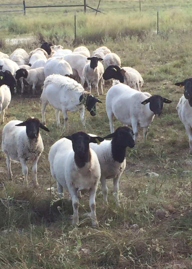 Flock of black-faced sheep in grassy field