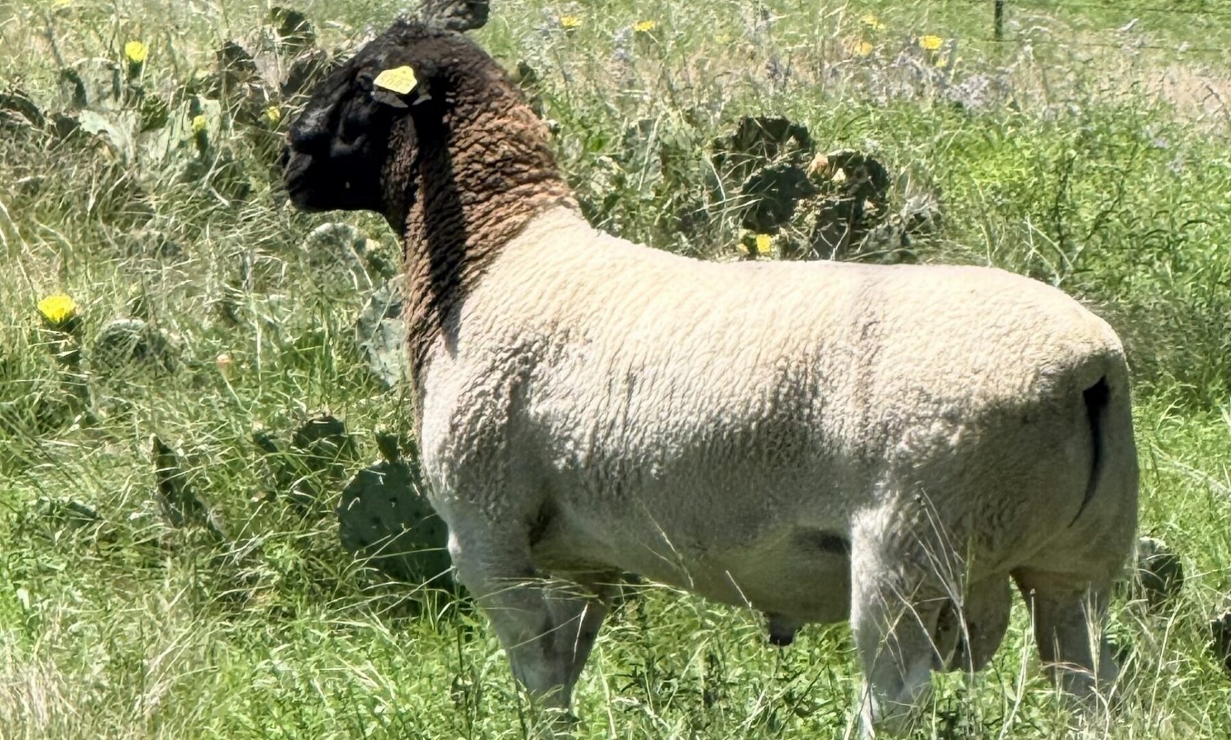 Suffolk sheep with black face standing in grass