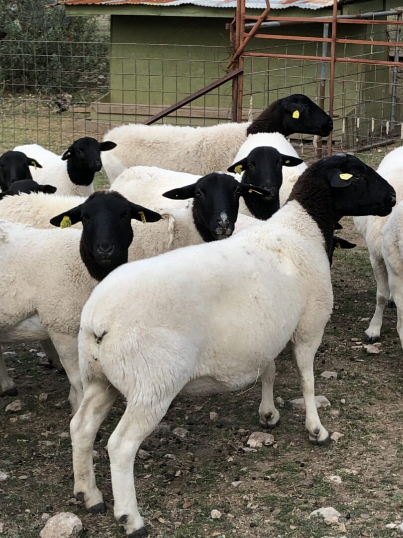 Group of black-faced sheep in pen