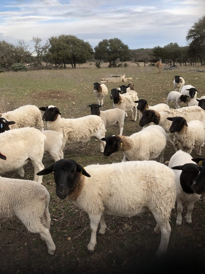 Group of black-faced sheep in pasture