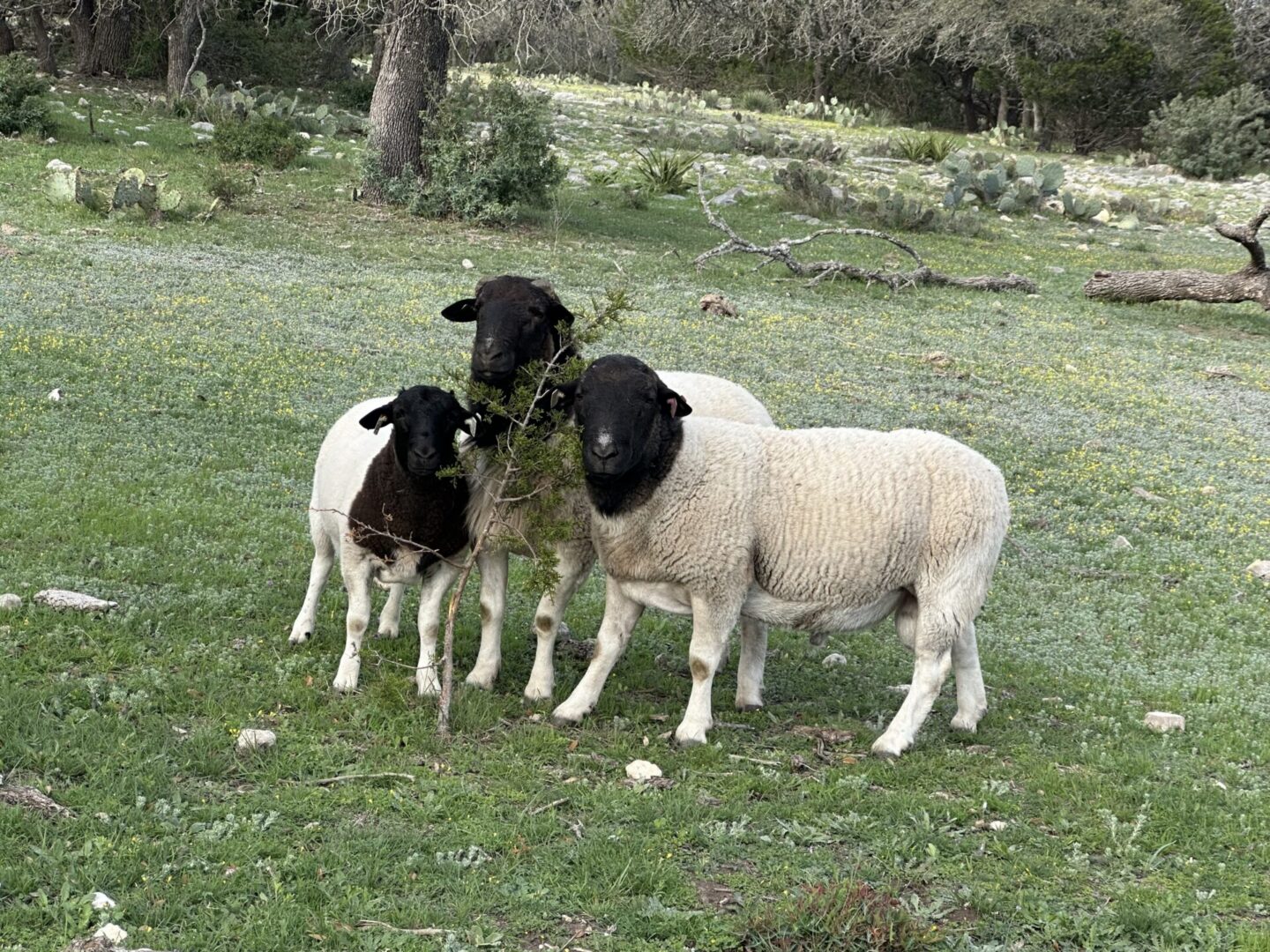 Three black-faced sheep in grassy pasture