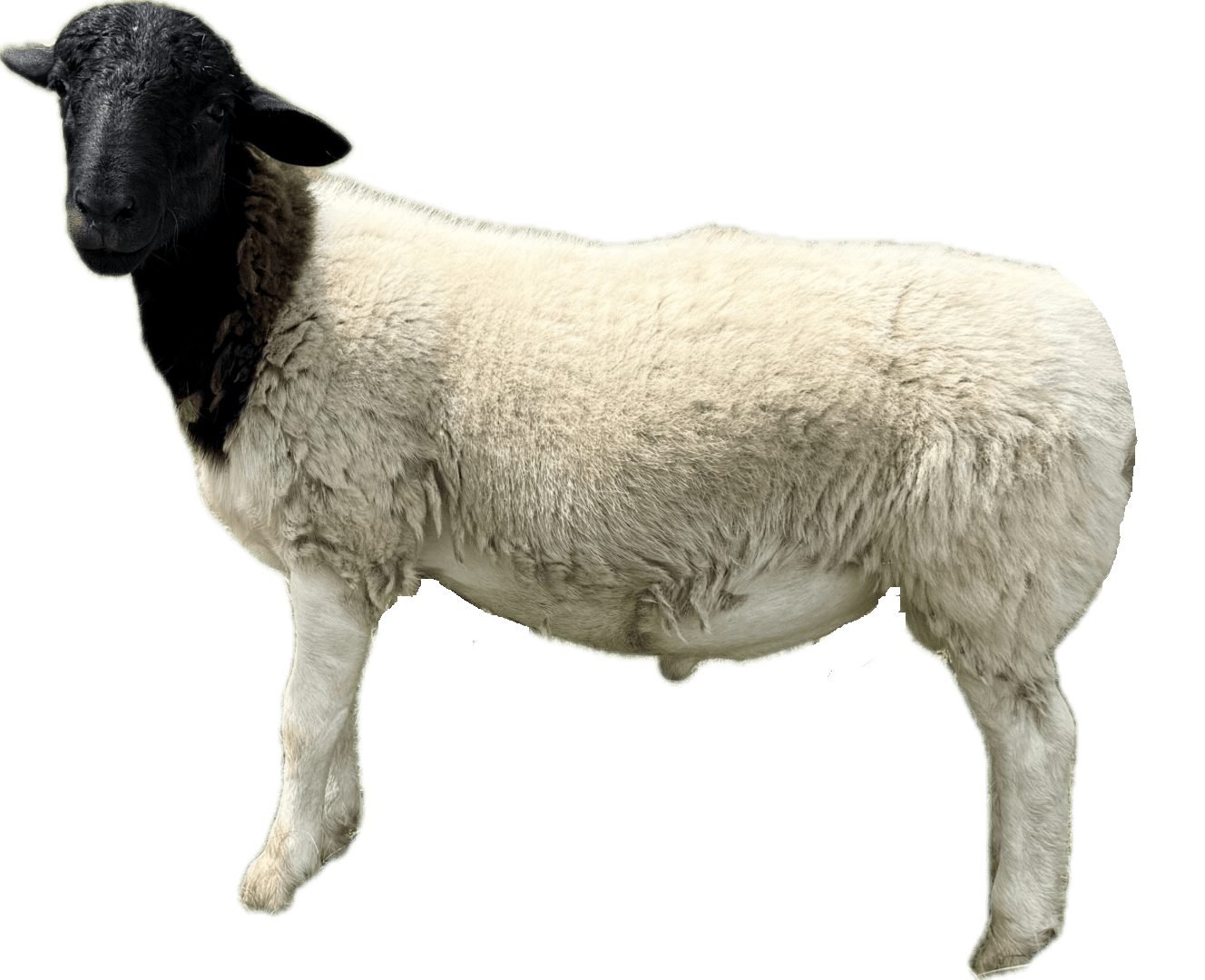 Black-faced white sheep standing on black background